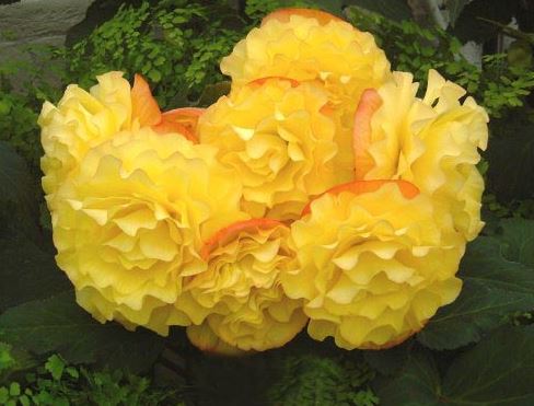 B. ‘Geoff Bisley’